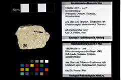 Foto (Objekt + Etikett) von Goniodromites sp.  (NHMW-GEO-1990-0041-0075)